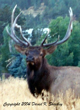 Live Elk